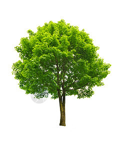 绿树叶子生活绿色季节多叶生长白色树木森林图片