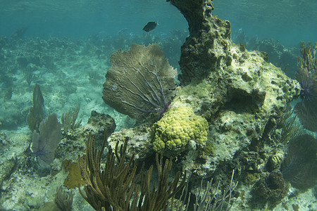 珊瑚礁海扇图片