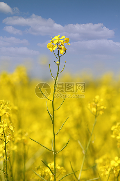 黄色花朵和蓝色的天空夏季景图片