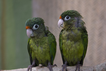 分支上的绿鹦鹉团结绿色动物野生动物野外动物宏观蓝色红色色彩童话背景图片