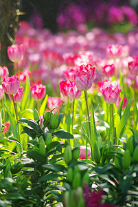 甜美的郁丽花花园粉色柔软度场地公园假期植物学花园旅行绿色郁金香图片