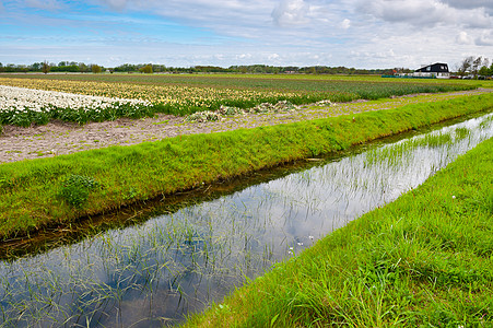 荷兰荷兰图利页运河礼物花束花园农村农场草地场地种植园地面图片