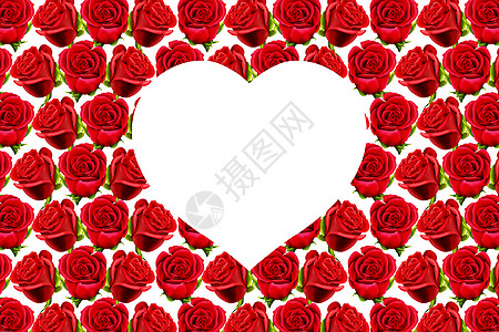 粉红玫瑰花瓣白心红玫瑰的壁纸背景