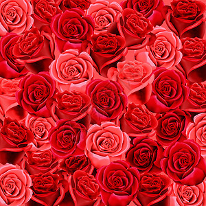 红色和粉红玫瑰壁纸图片