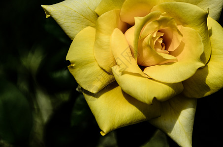 黄玫瑰森林树木玫瑰植物黄色花瓣野花背景图片