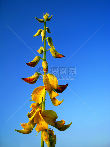 蓝天上的野花生长水仙花园季节园艺蓝色花店植物群快乐栽培图片