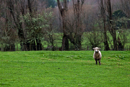 羊国家农民农田家畜哺乳动物农村农场树木羊肉草地图片