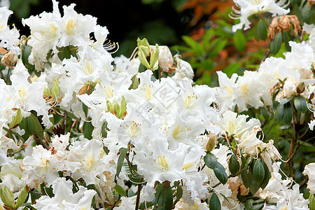 白花丛宝珠植物植物学红色花瓣植物群黄色花园绿色白色图片