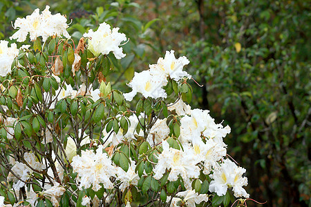 白花丛叶子花瓣活力绿色宝珠白色灌木花园植物学黄色图片