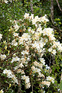 白花丛白色花园植物群红色绿色叶子花瓣灌木黄色植物图片