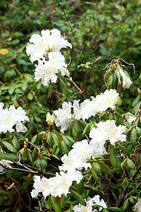 白花丛宝珠植物花瓣绿色花园植物学红色白色活力植物群图片