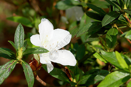 白花丛叶子绿色植物群活力衬套黄色花园宝珠红色灌木图片