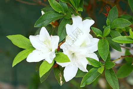 白花丛植物群白色红色花瓣灌木黄色活力叶子宝珠植物图片