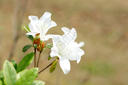 白花丛活力黄色植物群衬套植物学花瓣绿色灌木宝珠叶子图片
