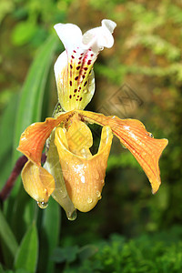 美丽的黄兰花温室生物学植物群叶子栽培植物学繁荣宏观兰花荒野图片