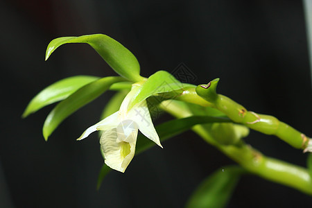 野兰花和花园园艺拖鞋叶子植物学雄蕊雌蕊植物情调荒野兰花图片