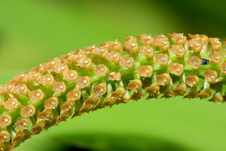 野兰花和花园拖鞋雌蕊白色粉色叶子植物荒野园艺花瓣兰花图片