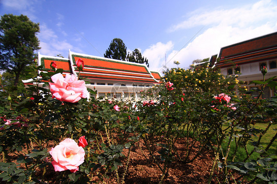 花园里的玫瑰花花瓣叶子玫瑰公园植物绿色衬套粉色园艺图片