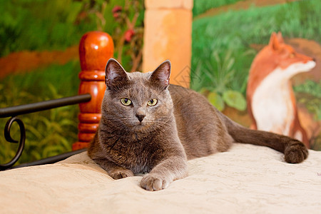 克雷猫水平说谎头发动物猫科家具灰色毛皮姿势宠物图片