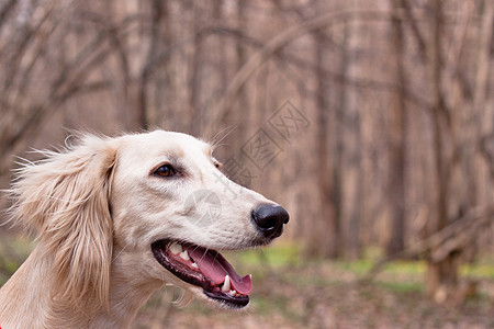 白沙露森林水平乐趣黑色猎犬食肉宠物白色棕色动物图片