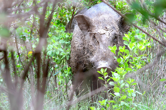 野猪以泥土喂养哺乳动物环境头发毛皮鼻子野生动物森林公猪男性生物图片