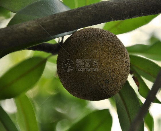 A Sapodilla工厂异国树叶绿色热带生长水果棕色植物千古情调图片