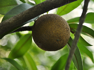 A Sapodilla工厂水果奇科营养植物健康热带生长异国培育栽培图片