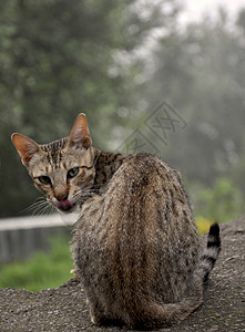 未覆盖的猫猎人自反的高清图片