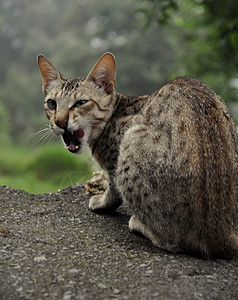 野蛮猫猫眼自反的高清图片