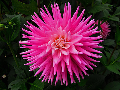 粉红 Dahlia绿色植物群园艺花粉季节花瓣花园植物粉色植物学图片