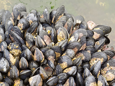 低潮时在岩石上暴露的贝贝阀门海洋饮食甲壳美食贝类野生动物烹饪壳类贻贝图片