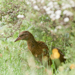 NZ地方鸟类 Weka棕色翅膀母鸡动物木鸡好奇野生动物木头脊椎动物羽毛图片
