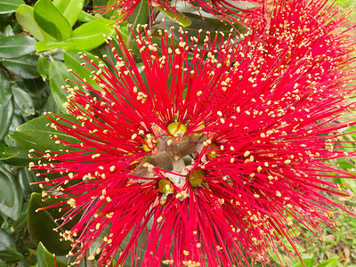新西兰圣诞树Pohutukawa的紧密花朵宏观猕猴桃灌木植物群红色异国卡瓦波胡植物情调图片