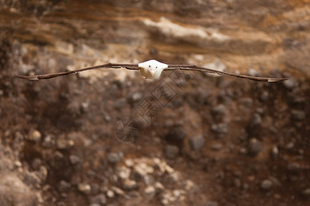 南部皇家信天翁羽毛悬崖空气岩石翅膀航班海鸟动物跨度翼展图片