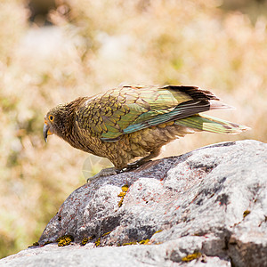NZ高山鹦鹉Kea 的肖像破坏野生动物绿色眼睛动物群总科羽毛破坏者荒野岩石图片