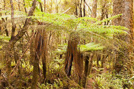 新西兰亚热带雨林中的Katote Fern树图片