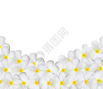 白花的花朵温泉香水边界植物情调鸡蛋花热带花瓣公园异国图片
