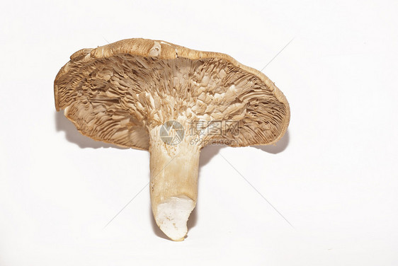 Pleurotus 红团体厨房美食侧耳真菌牡蛎国王食物美味喇叭图片