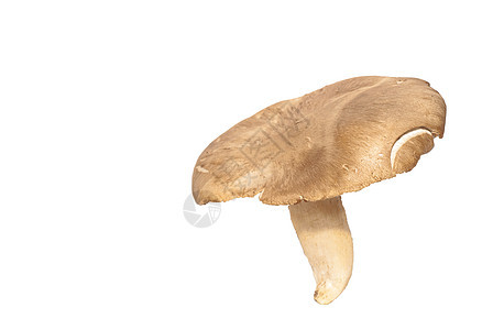 Pleurotus 红真菌团体侧耳厨房警察蔬菜喇叭牡蛎食物市场图片