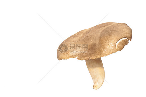 Pleurotus 红真菌团体侧耳厨房警察蔬菜喇叭牡蛎食物市场图片