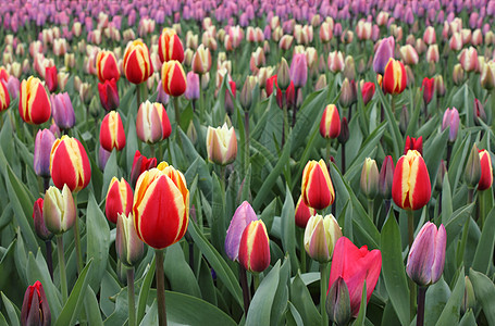 Keukenhof 花园中多彩的郁金香图片