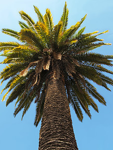 棕榈树太阳天堂公园叶子蓝色海岸线天空墙纸棕榈晴天图片