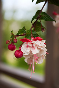 Fuchsia 花朵宏观叶子紫红色植物群植物学杂交种花瓣花园热带植物图片