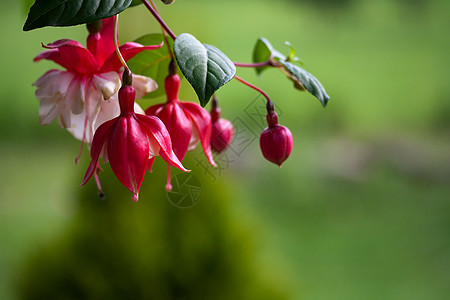 红白的Fuchsia花朵紫色紫红色叶子热带美丽宏观花粉花瓣植物群花园图片