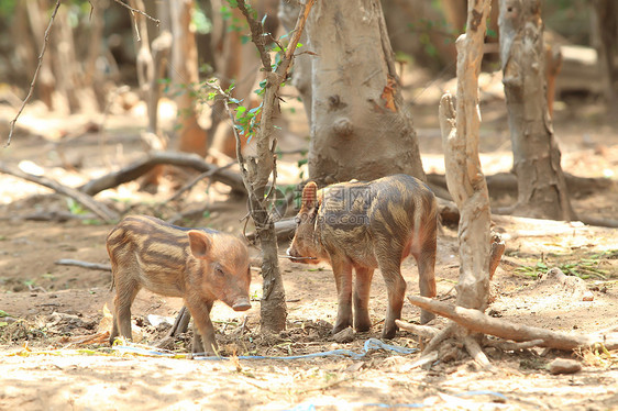 年轻的野野猪木头棕色鼻子条纹耳朵头发哺乳动物公猪环境黄色图片