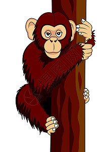 有趣的黑猩猩水果动物动物园插图荒野哺乳动物热带木头森林乐趣图片