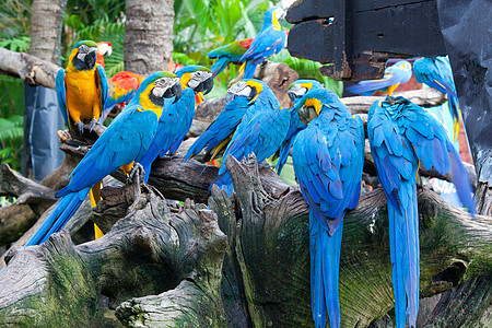 彩色金刚鹦鹉鸟类蓝色情调动物群异国宠物荒野鹦鹉鸟舍野生动物图片