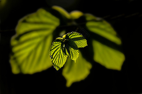 春天的叶子环境绿色森林植物学植物树叶季节图片