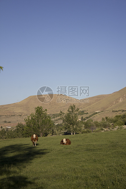 牛在牧草中吃草乳房农场低角度草地偏光片田园阳光色彩牧场家牛图片