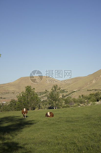 牛在牧草中吃草好奇心农场风光摄影视图场地土地动物天空牧场图片